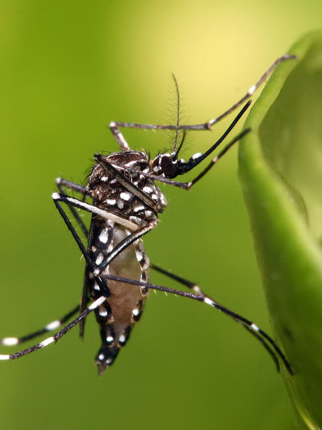 Why Do Mosquitoes Bite Some People More?