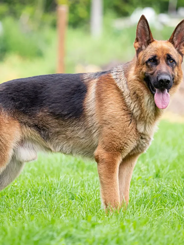 10 Dog Breeds That Do Well in Indian Summer