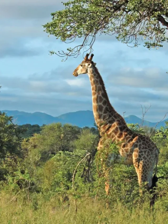 Best Night Safari Experiences for Wildlife Enthusiasts