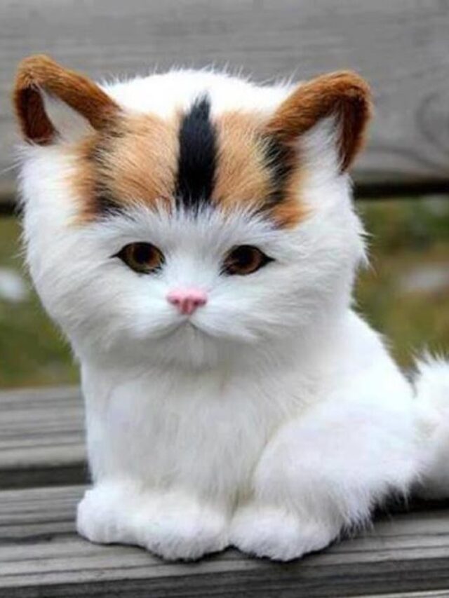 Most Beautiful Cats in the World