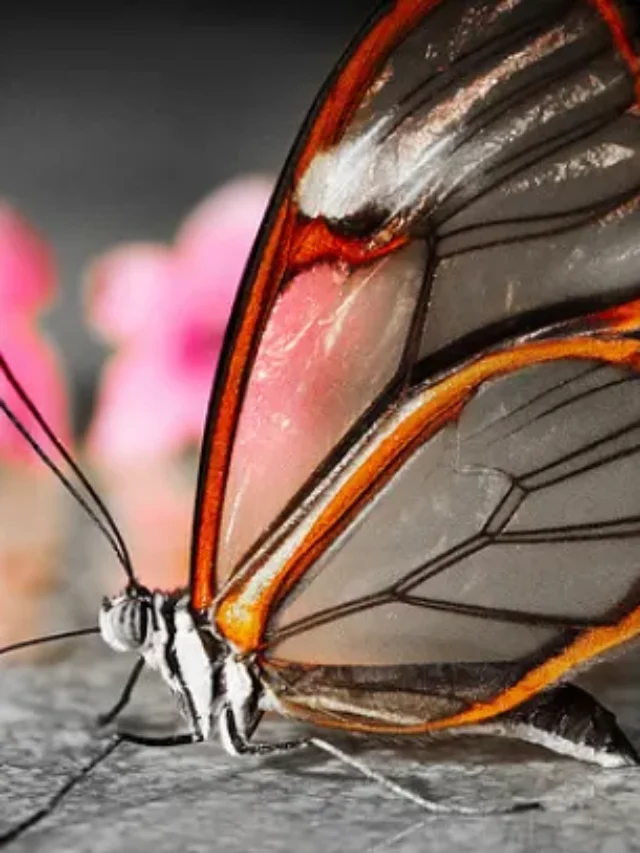 9 Beautiful Butterfly Species from Around the World